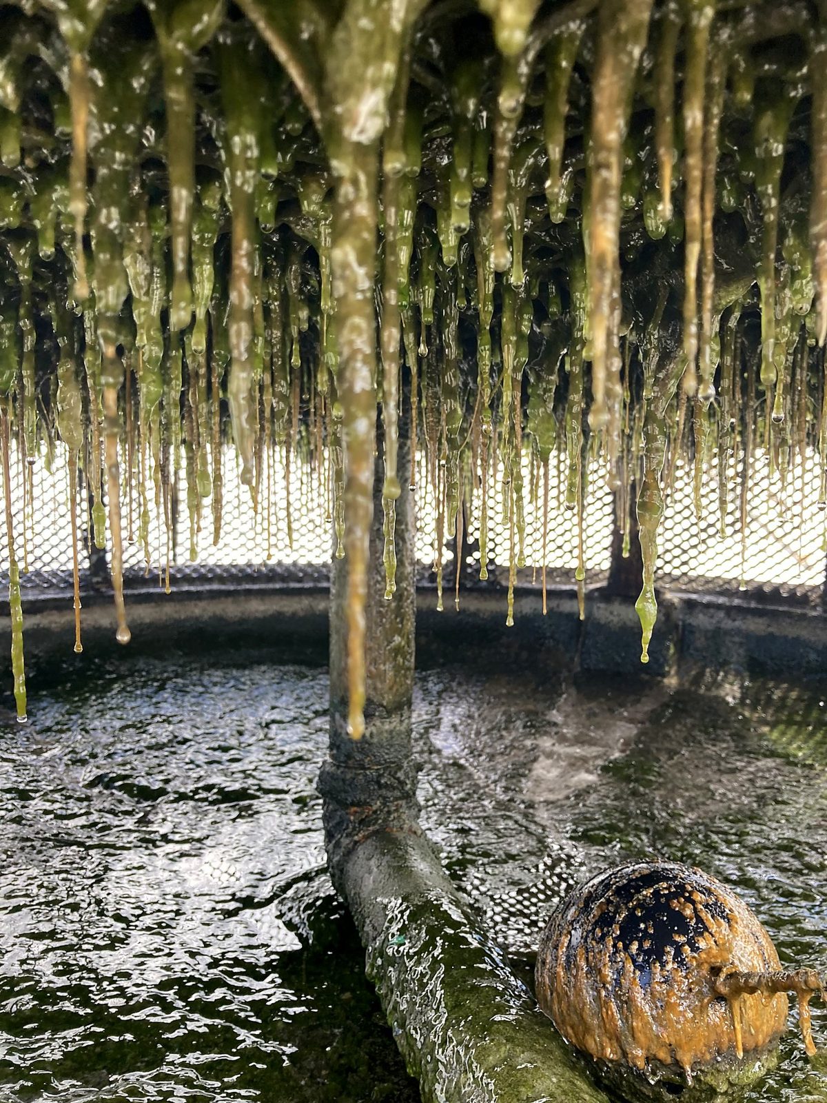 Green slime strands hanging from cooling tower fill